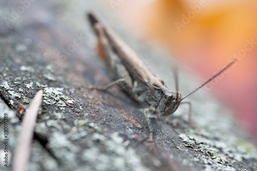 Grasshopper sitting on a bark, macro photo © Nariman