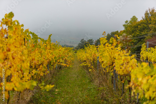 Fototapeta Naklejka Na Ścianę i Meble -  autumn vineyards landscape in the mist 