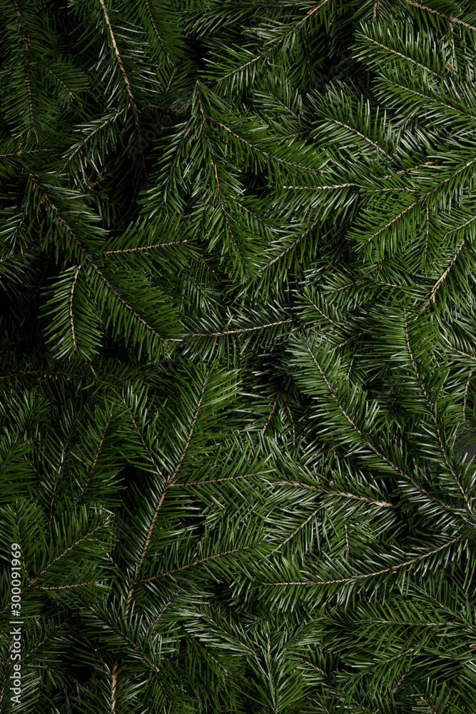 Background of green fir branches