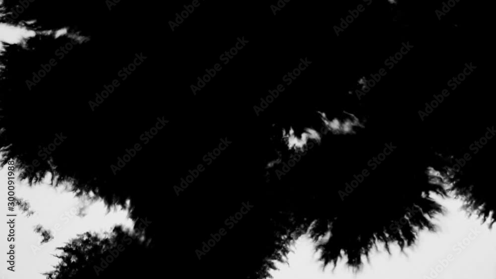 Blooming runing of black watercolor ink drop transition on white background , effect for natural moving ink vdo footage transition concept Blooming runing of black watercolor ink drop transition on white background , effect for natural moving ink vdo footage transition concept