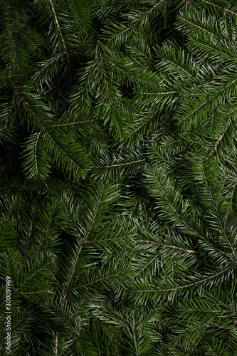 Background of green fir branches