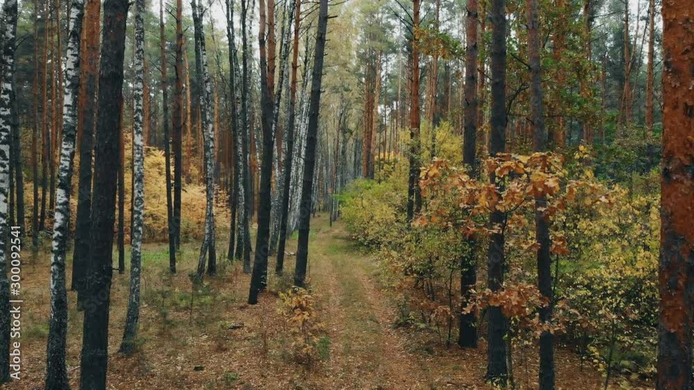 Videography from a drone in the autumn forest. Wild deciduous and mixed forest is painted in autumn colors. Videography from a drone in the autumn forest. Wild deciduous and mixed forest is painted in autumn colors.