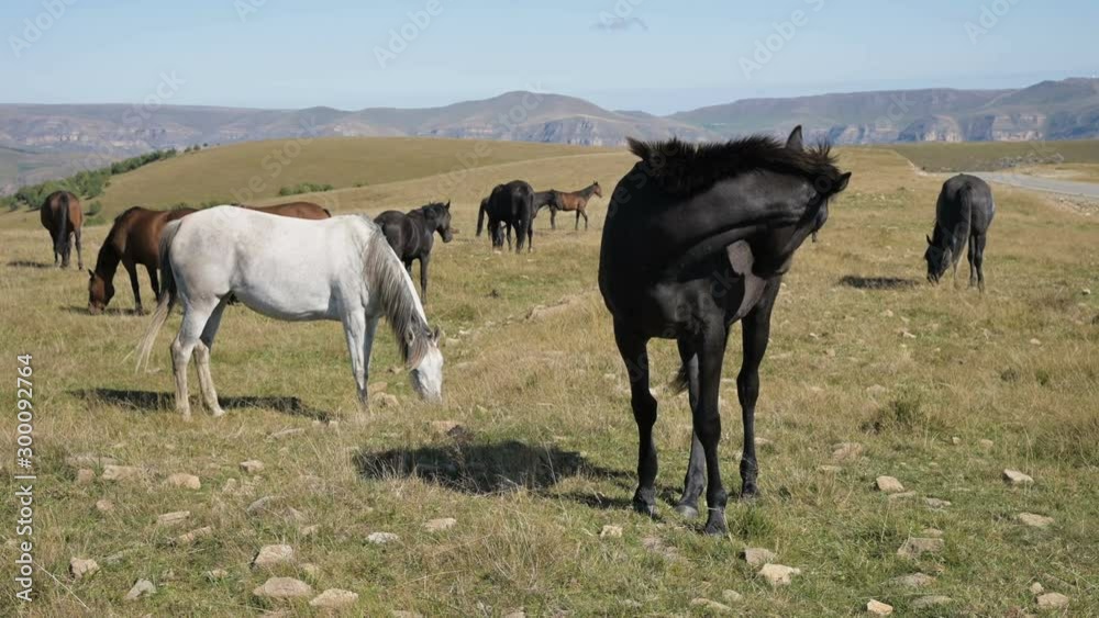 A black domestic horse grazes in a mountain meadow on a sunny autumn day. Farm Equestrian Concept A black domestic horse grazes in a mountain meadow on a sunny autumn day. Farm Equestrian Concept
