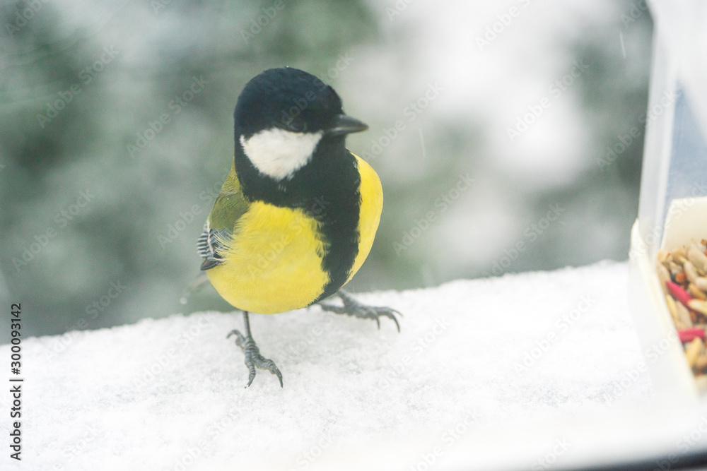 A wild tit flew up to a grain feeder in winter in close-up. A wild tit flew up to a grain feeder in winter in close-up.
