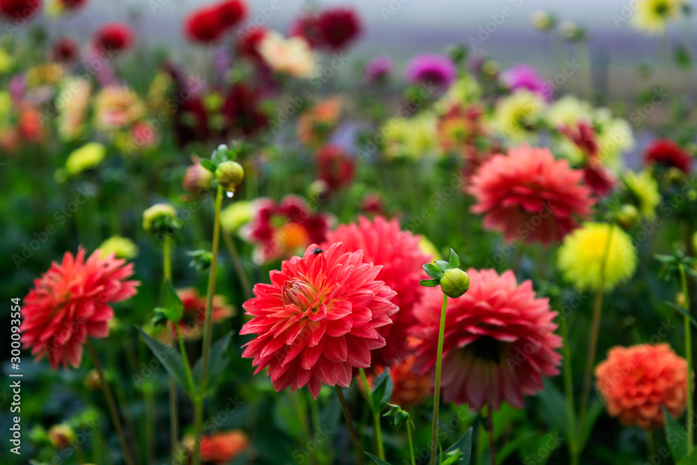 bunte Dahlienpracht bunte Dahlienpracht