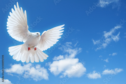 Dove in the air with wings wide open