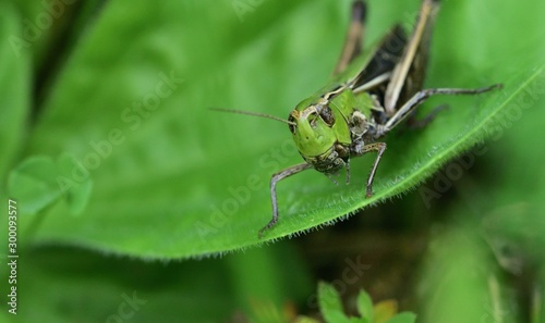 Meadow grasshopper macro of head hidden in the grass