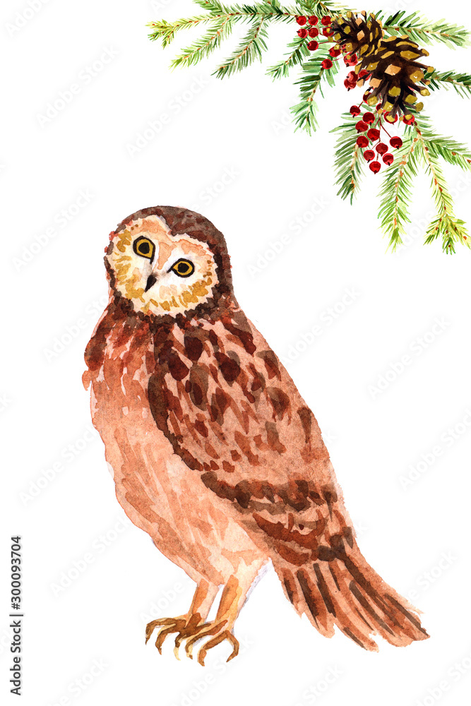 Obraz premium Watercolor hand-drawn forest owl isolated on a white background