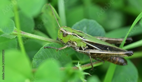 Camouflage of green meadow grasshoppers in the grass