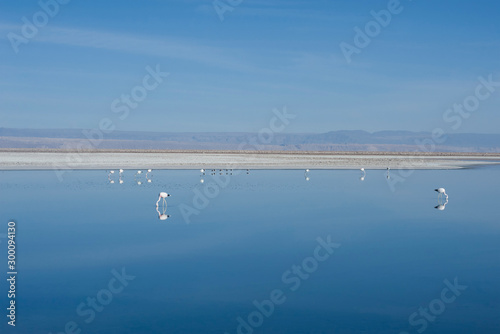 San Pedro de Atacama, Antofagasta, Chile - November 01, 2012: Flamingos in the huge Lake Cejar (Laguna Cejar), in the Atacama Desert