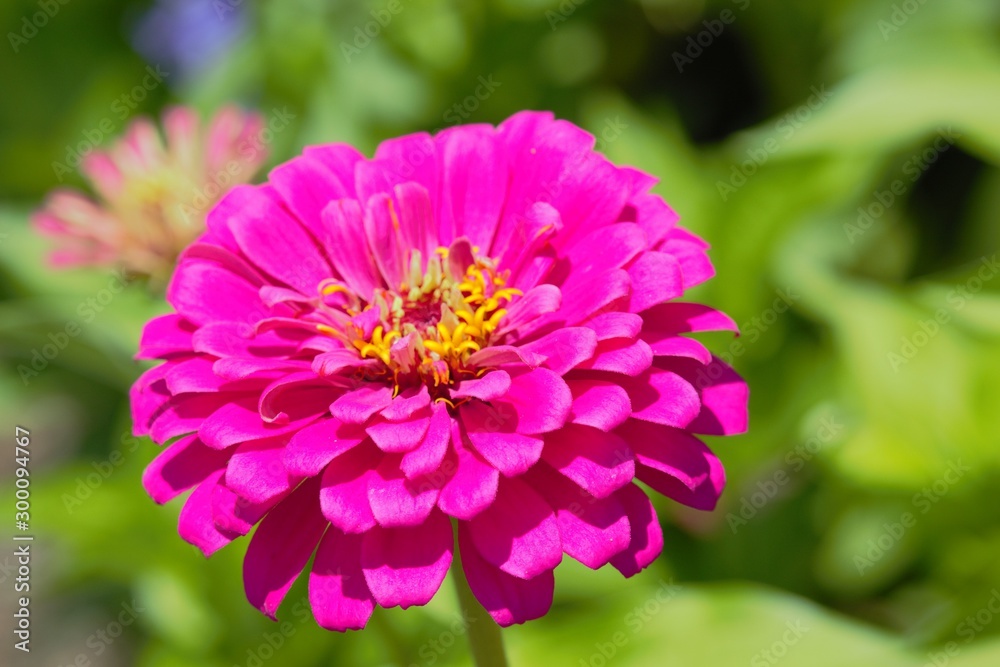 pink flower in the garden
