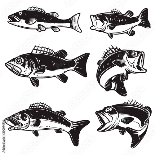 Set of Illustrations of the bass, perch fish isolated on white background. Design element for logo, label, badge, sign. Vector illustration