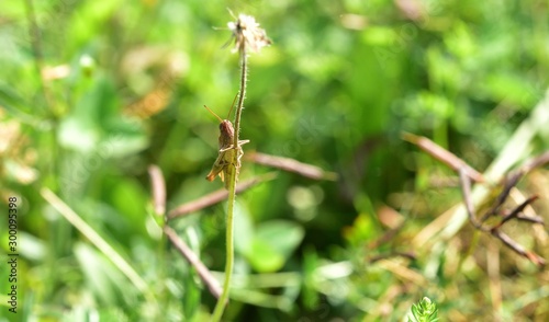 Meadow grasshopper macro of head hidden in the grass © Pavol Klimek