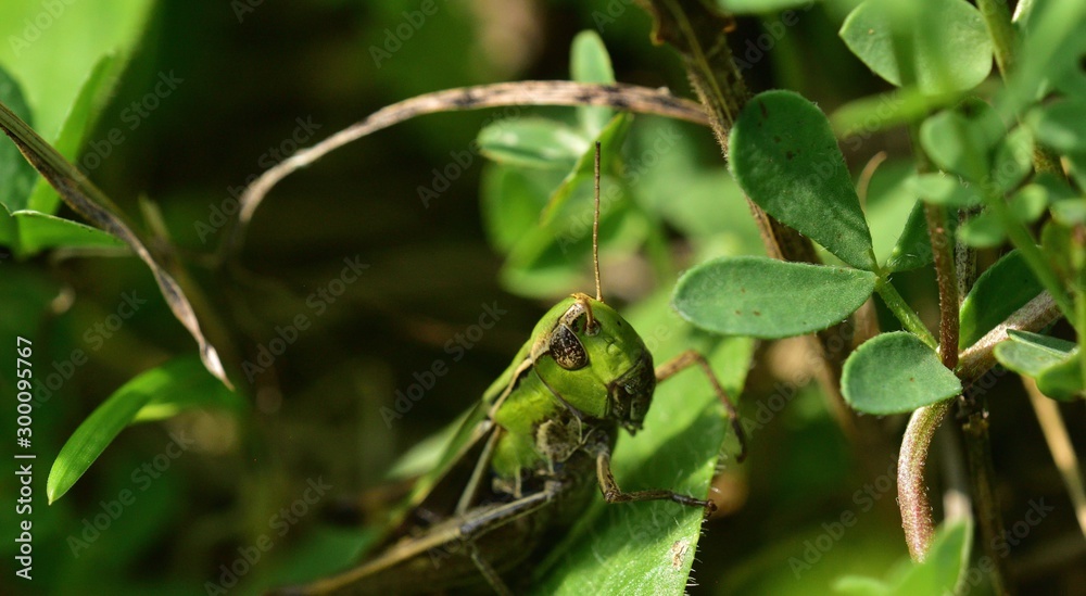 The meadow grasshopper crawling on green leaf macro photo The meadow grasshopper crawling on green leaf macro photo