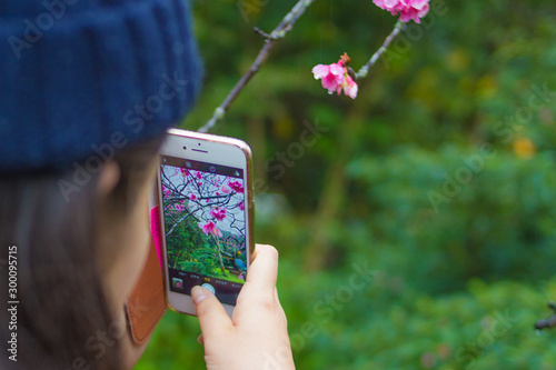 桜　チェリーブロッサム