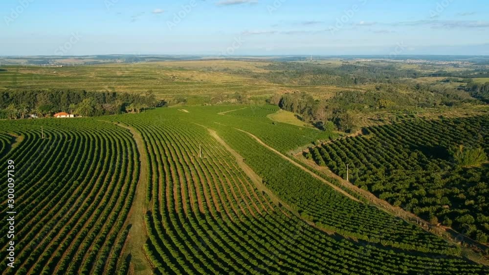 aerial view of green coffee field in Brazil aerial view of green coffee field in Brazil