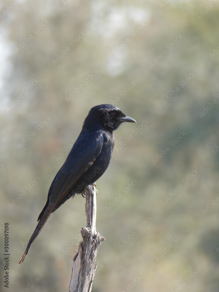 Obraz premium Vogel schwarz