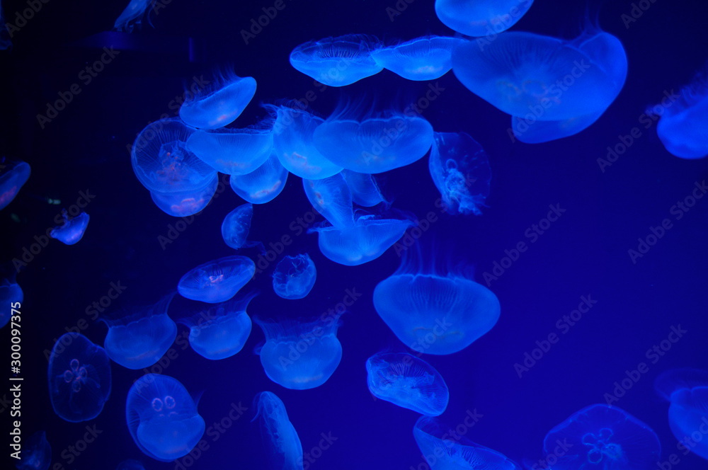 Jellyfish fantastically floating in the water Jellyfish fantastically floating in the water