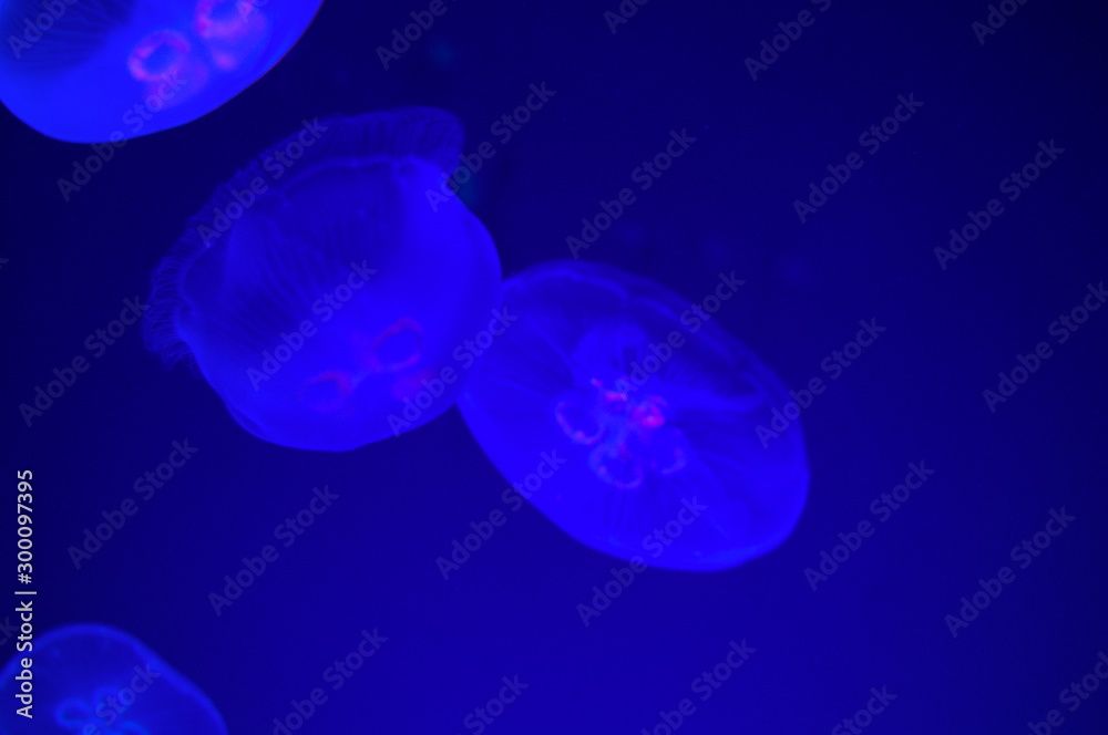 Jellyfish fantastically floating in the water Jellyfish fantastically floating in the water