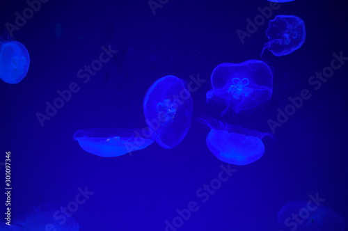 Jellyfish fantastically floating in the water © travelers.high