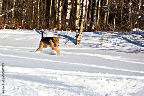 Dog breed Airedale Terrier runs across a snowy field