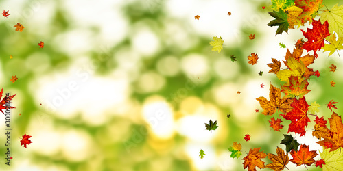 Leaves seamless. Autumn leaves isolated. November falling pattern background. Season concept
