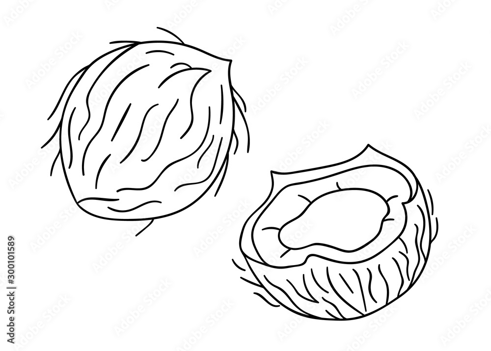 Vector black and white coconut icon. Set of isolated monochrome nuts