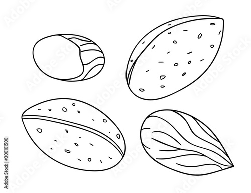 Vector black and white almond icon. Set of isolated monochrome nuts. Food line drawing illustration in cartoon or doodle style isolated on white background..