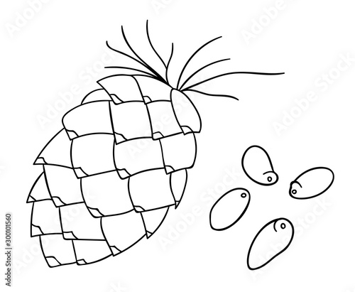 Vector black and white pine nut icon. Set of isolated monochrome nuts. Food line drawing illustration in cartoon or doodle style isolated on white background..