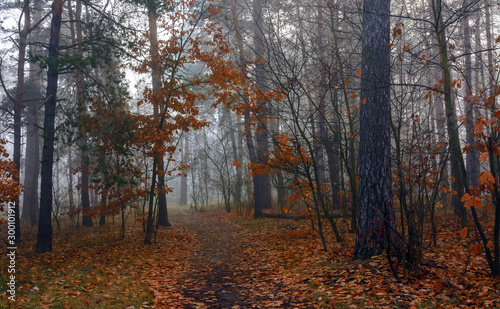 Forest. Autumn. Fog enveloped the trees. Leaves and grass dressed in autumn outfits