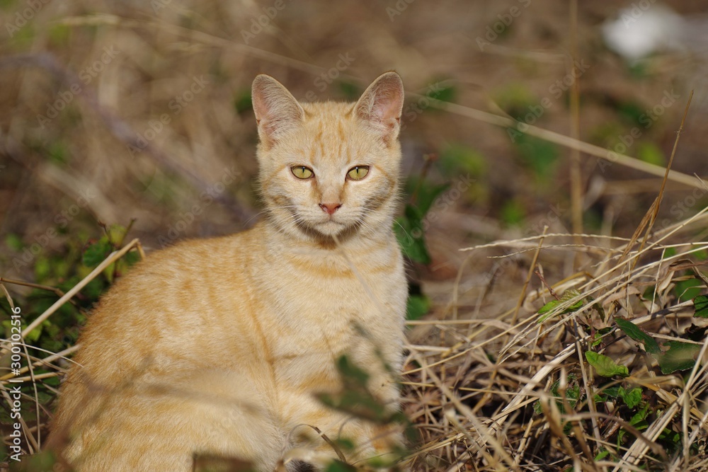 見る茶トラ猫 見る茶トラ猫