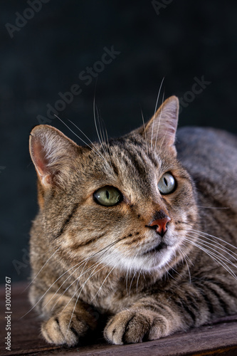 Portrait of shorthair grey cat with big wide face on Isolated Black background.