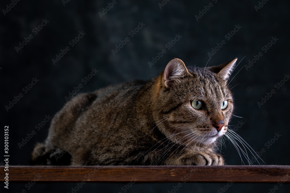 Portrait of shorthair grey cat with big wide face on Isolated Black background.