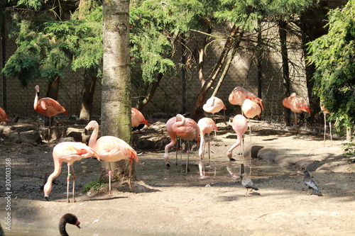 Avifauna Nederland Park. Themed bird zoo.