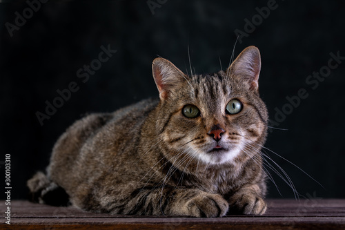 Portrait of shorthair grey cat with big wide face on Isolated Black background. © Danil