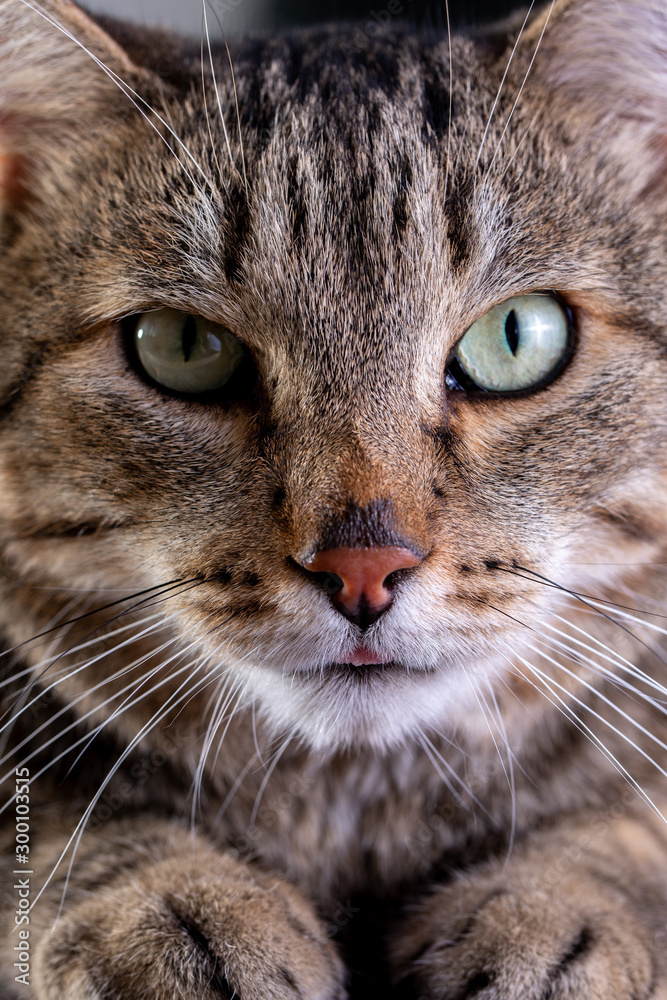 Portrait of shorthair grey cat with big wide face on Isolated Black background. Portrait of shorthair grey cat with big wide face on Isolated Black background.