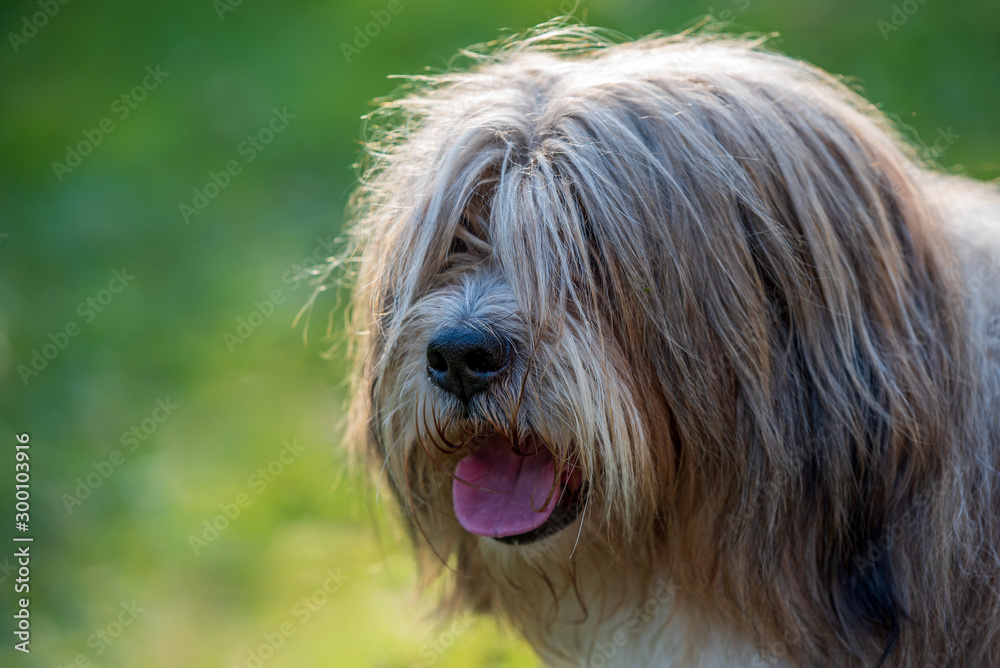 Portrait, head of a beautiful Tibetan terrier dog head. Background blurred, sunny day, outdoor.