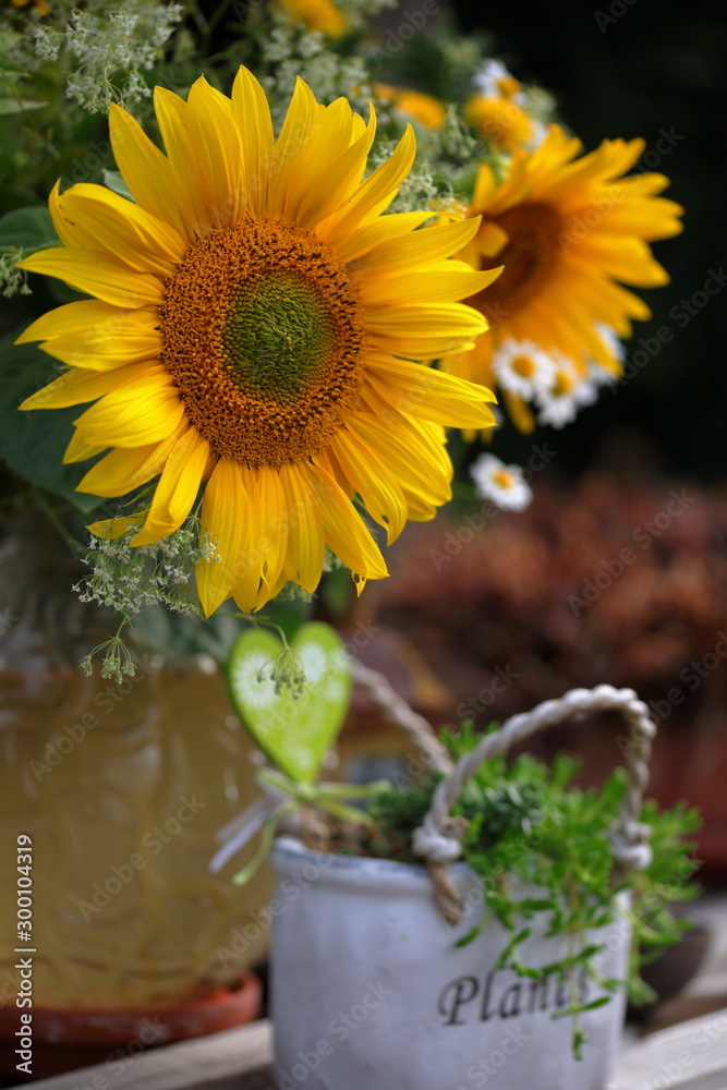 Obraz premium Sonnenblumen