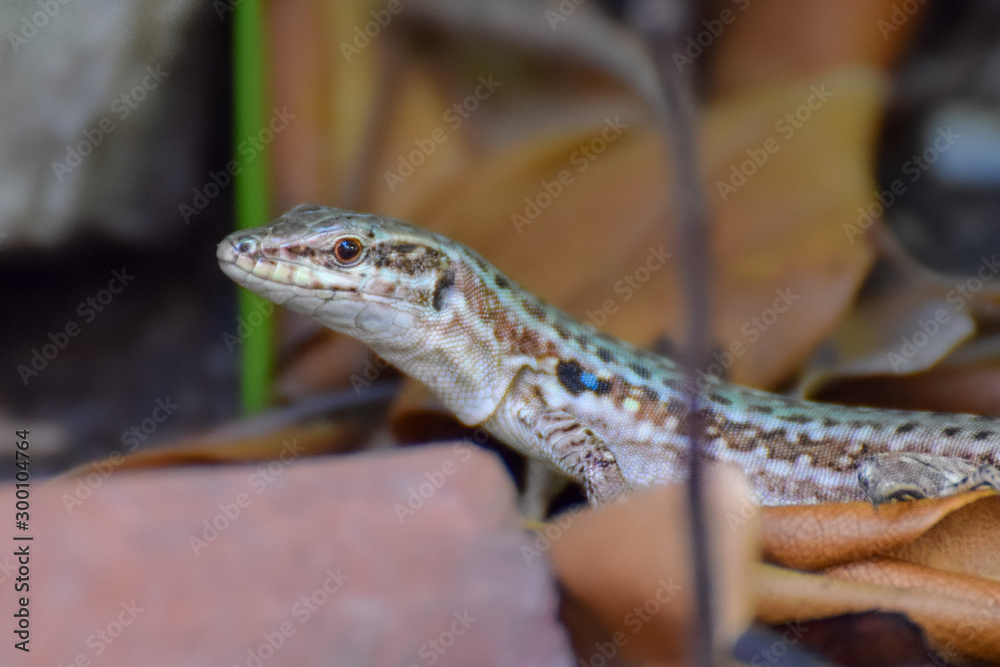 Fototapeta premium Lizard close-up in Toarmina, Sicily Italy