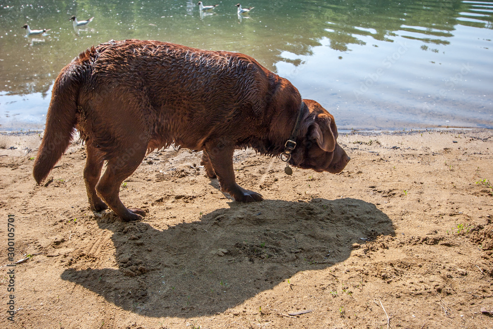 A labrador dog stands on the shore of a lake with a sandy shore in sunny summer weather. The dog has a collar, brown coat. Blurred seagulls are floating on the water.