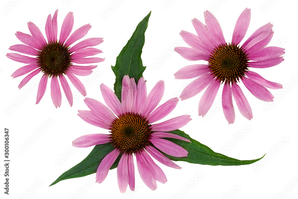 Fototapeta premium Echinacea flowers isolated on white, top view