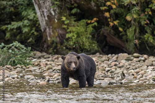 Wallpaper Mural Bären in Canada jagen Lachse Torontodigital.ca