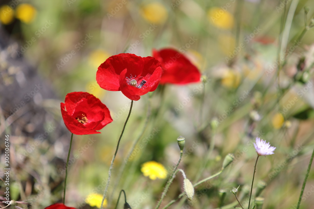 Obraz premium Mohnblumen