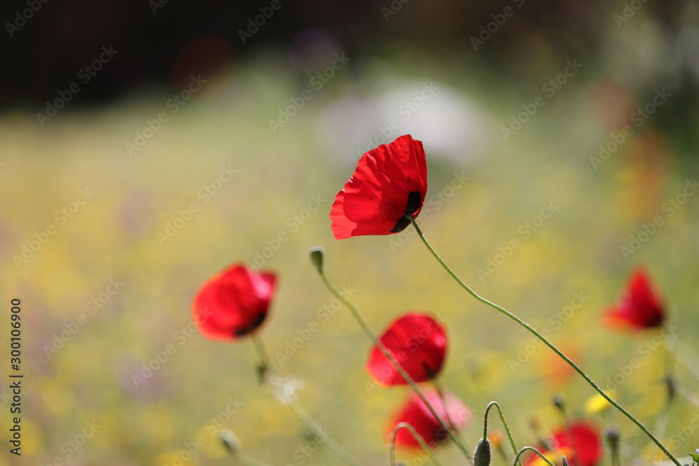 Obraz premium Mohnblumen