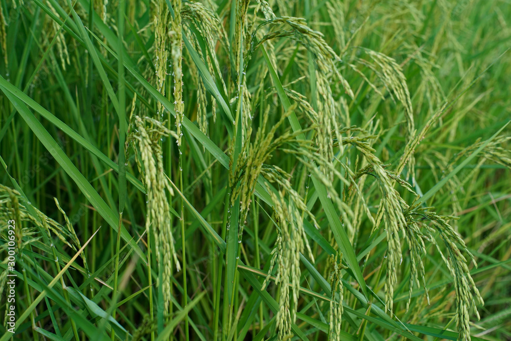 close up of yellow green rice field close up of yellow green rice field