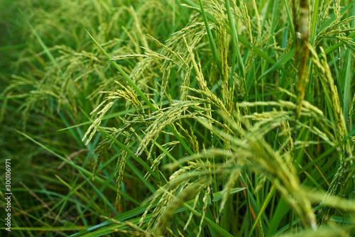 close up of yellow green rice field