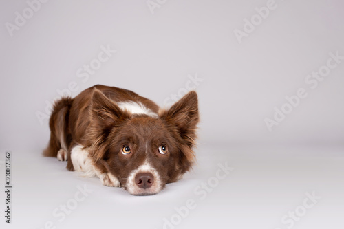 Red and white border collie dog lying on grey background