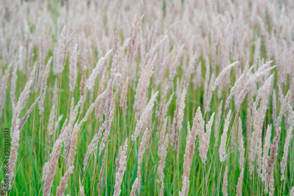 Fototapeta premium Texture of lush pastel-colored panicles against the green grass of the lawn. Texture, background