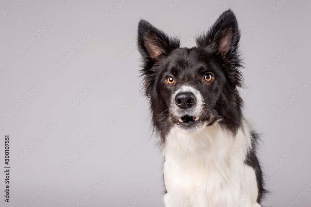 Barking black and white border collie dog on grey background