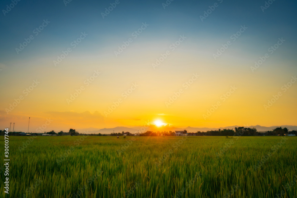 Natural scenic beautiful sunset and rice field agricultural background